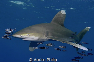 His Majesty is coming - Oceanic Whitetip in the Red Sea by Andre Philip 
